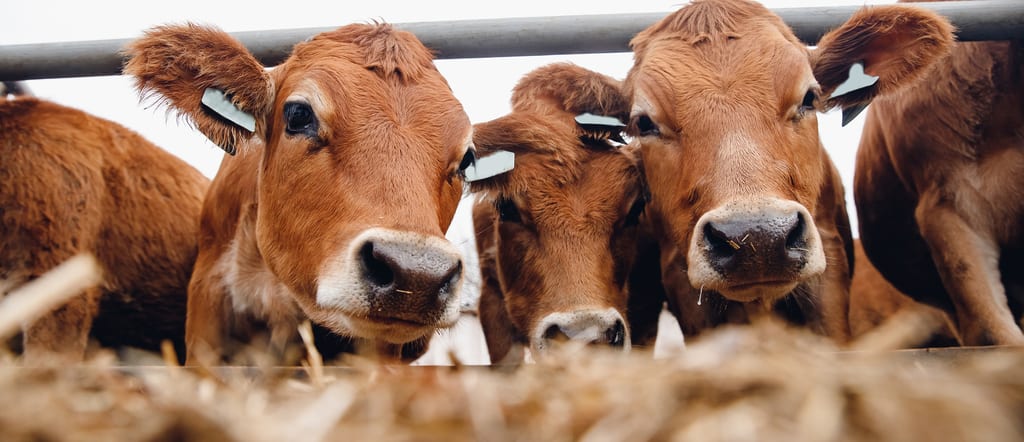 Three brown cows with white face markings looking at camera in a pen with hay.