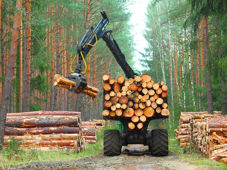 Forestry harvester machine loading logs onto truck in pine forest with stacked timber on sides.