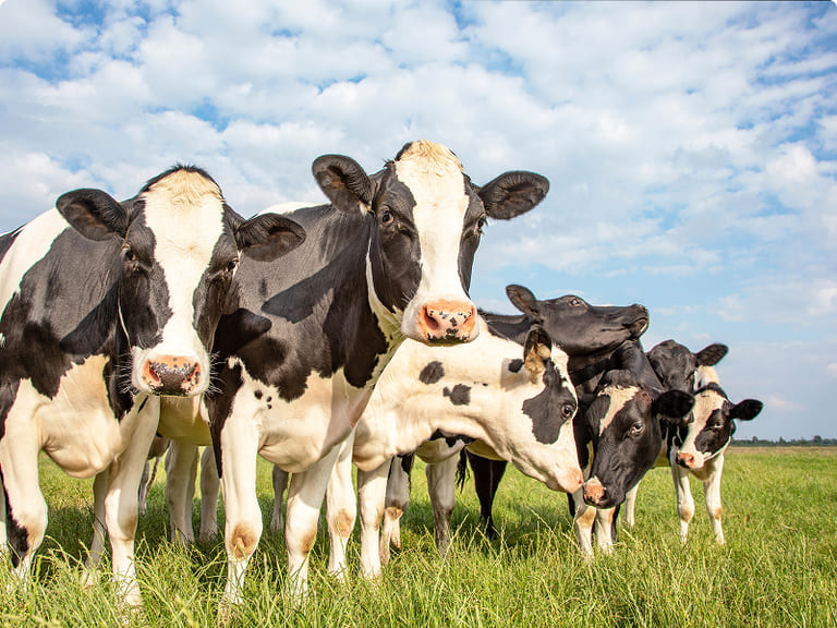A herd of black and white dairy cows standing in a green pasture under a blue sky with white clouds.
